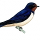 hirondelle