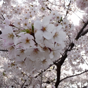 Image 1459889691