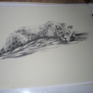 Image 1466497010