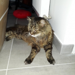 Image 1532859046