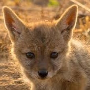 Image 1588056969